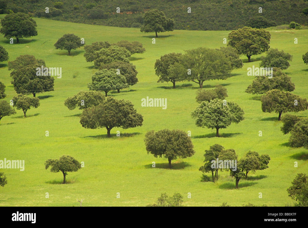 Dehesa 17 Foto Stock