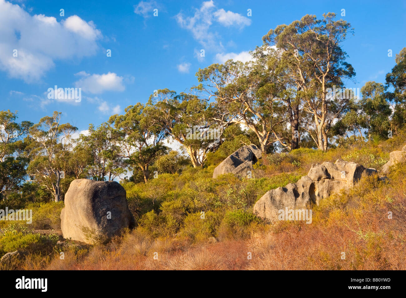 Alberi di eucalipto e macchia sulla crescente il granito di scarpate di John Forrest Parco Nazionale. Perth, Western Australia Foto Stock