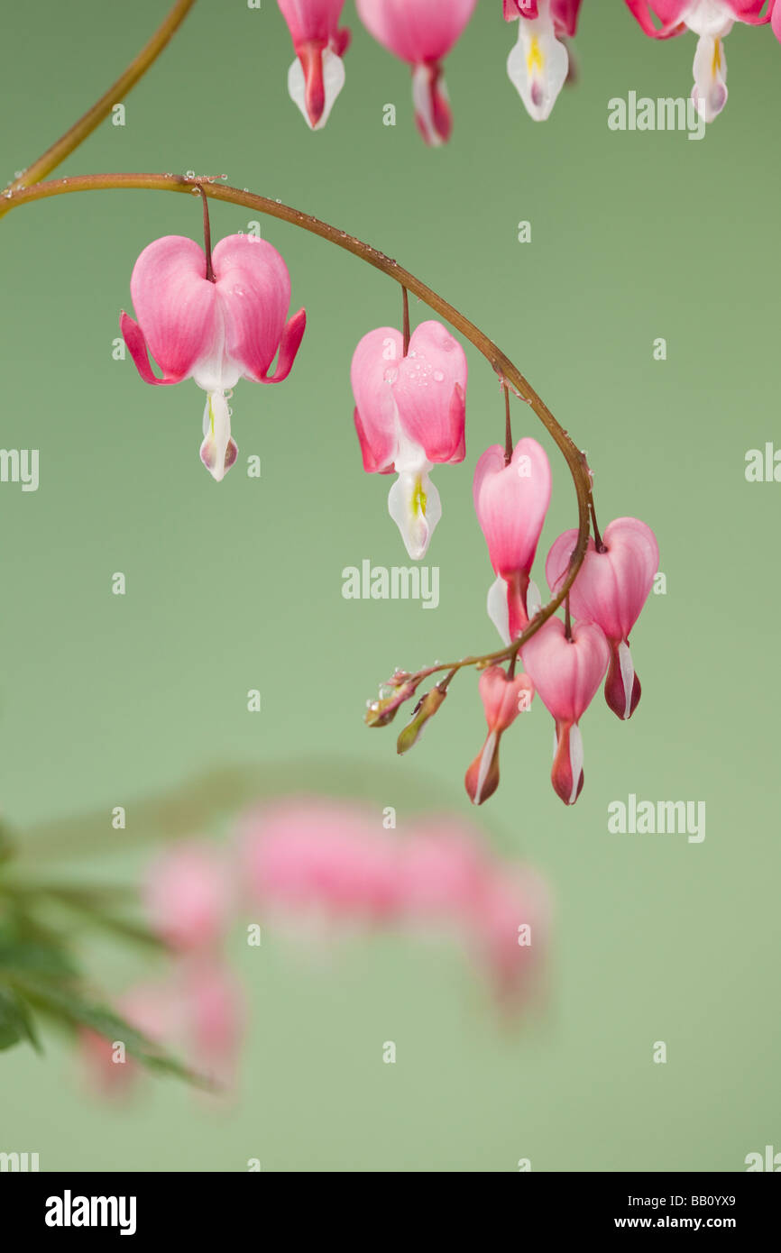 Studio still life floral Dicentra spectabilis a forma di cuore ad fiori su uno sfondo verde Foto Stock