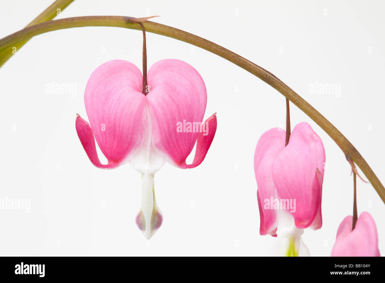 Still Life immagini floreali di Dicentra spectabilis a forma di cuore ad fiori su sfondo bianco Foto Stock