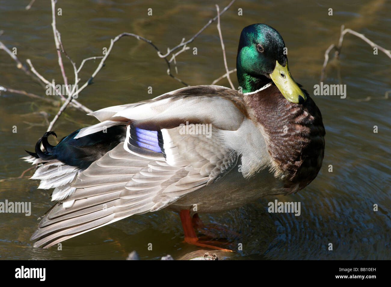 Germano reale del Drake Foto Stock