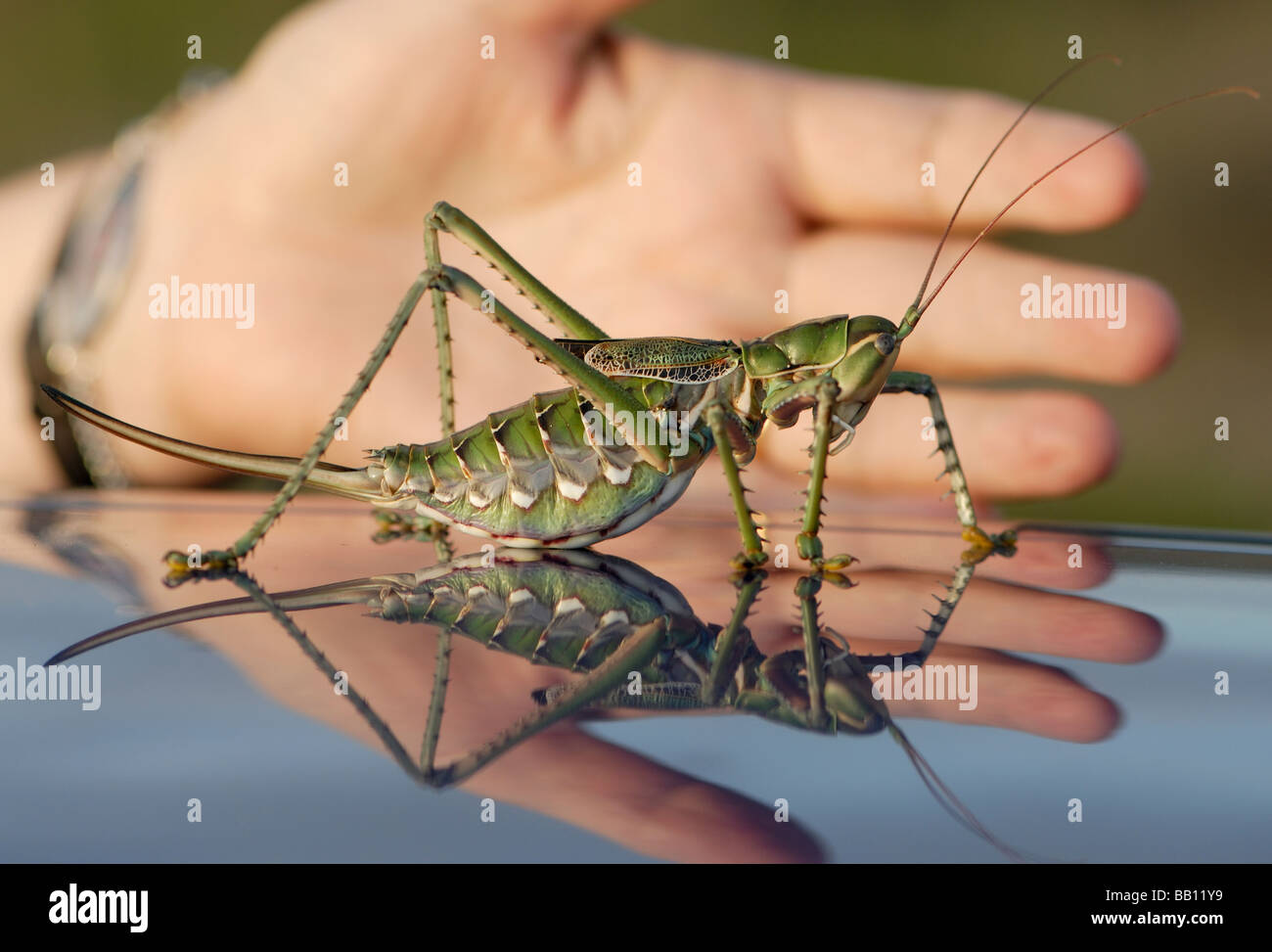 Un gigante di cricket femmina con un sabre come ovipositor Foto Stock