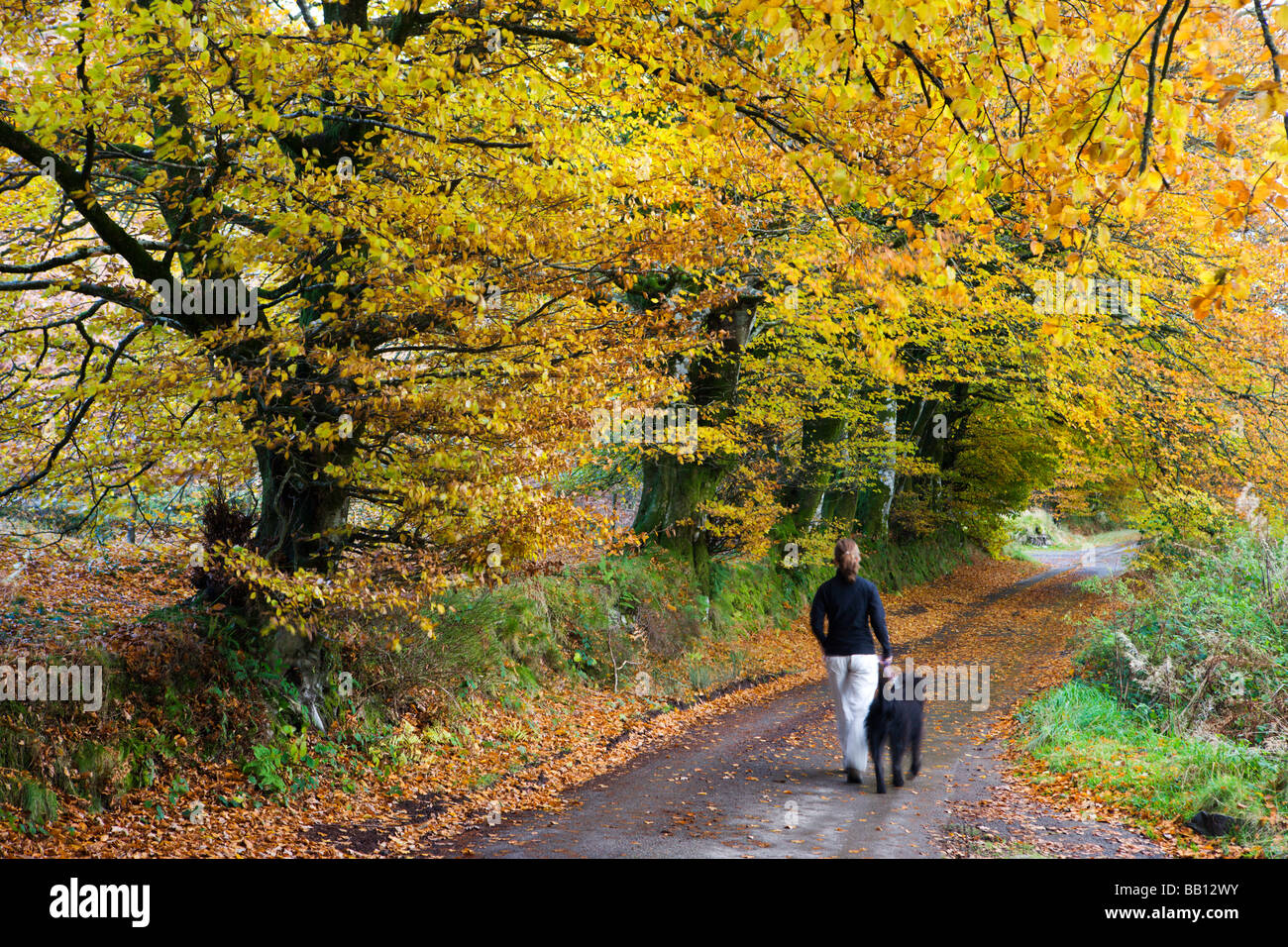Dog walker a piedi lungo una strada di campagna in autunno Parco Nazionale di Exmoor Somerset Inghilterra Foto Stock