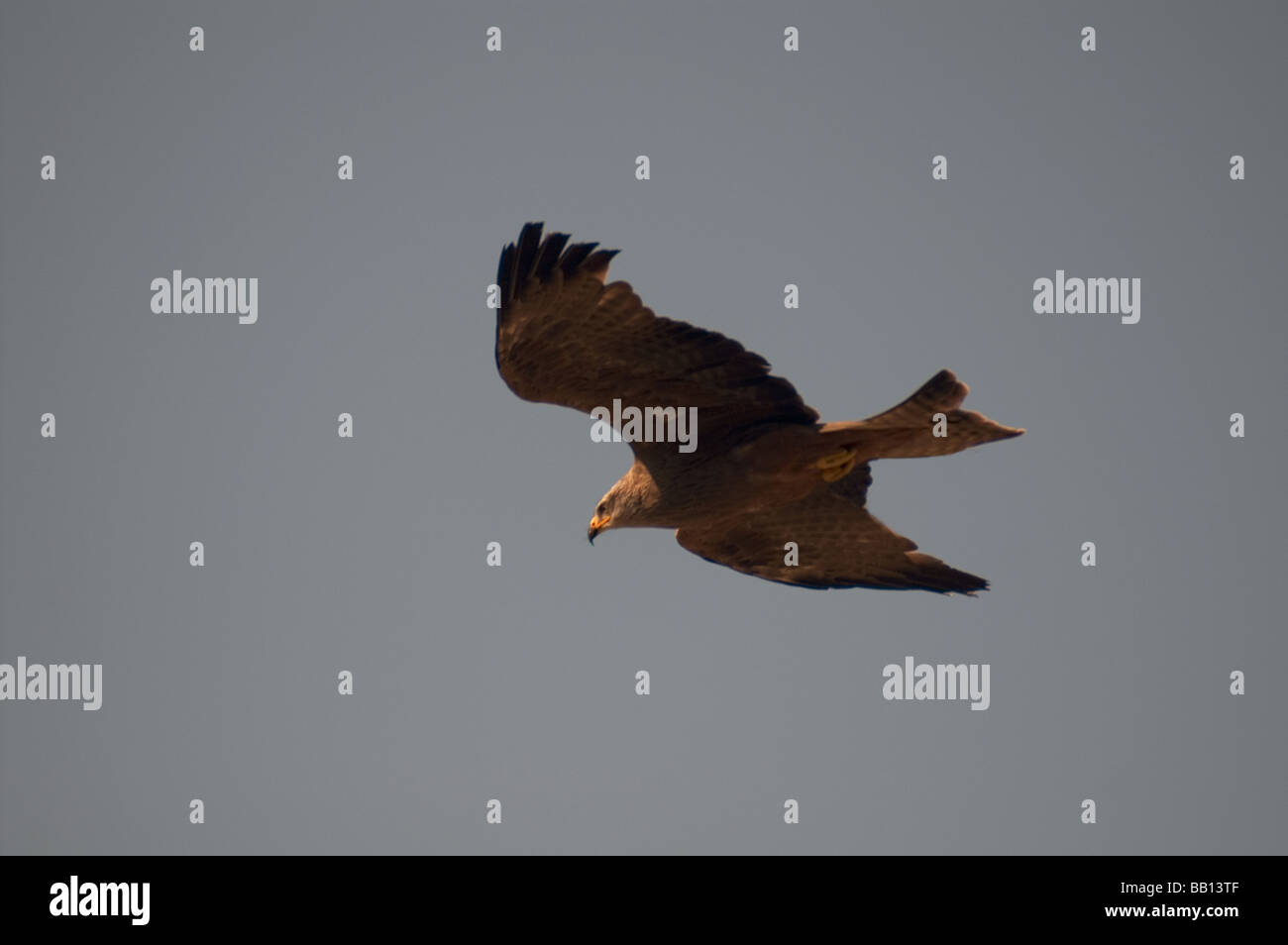 Kite.Nibbio 'Milvus subsp.migrans parasiticus' adulto in volo in Etiopia. Foto Stock