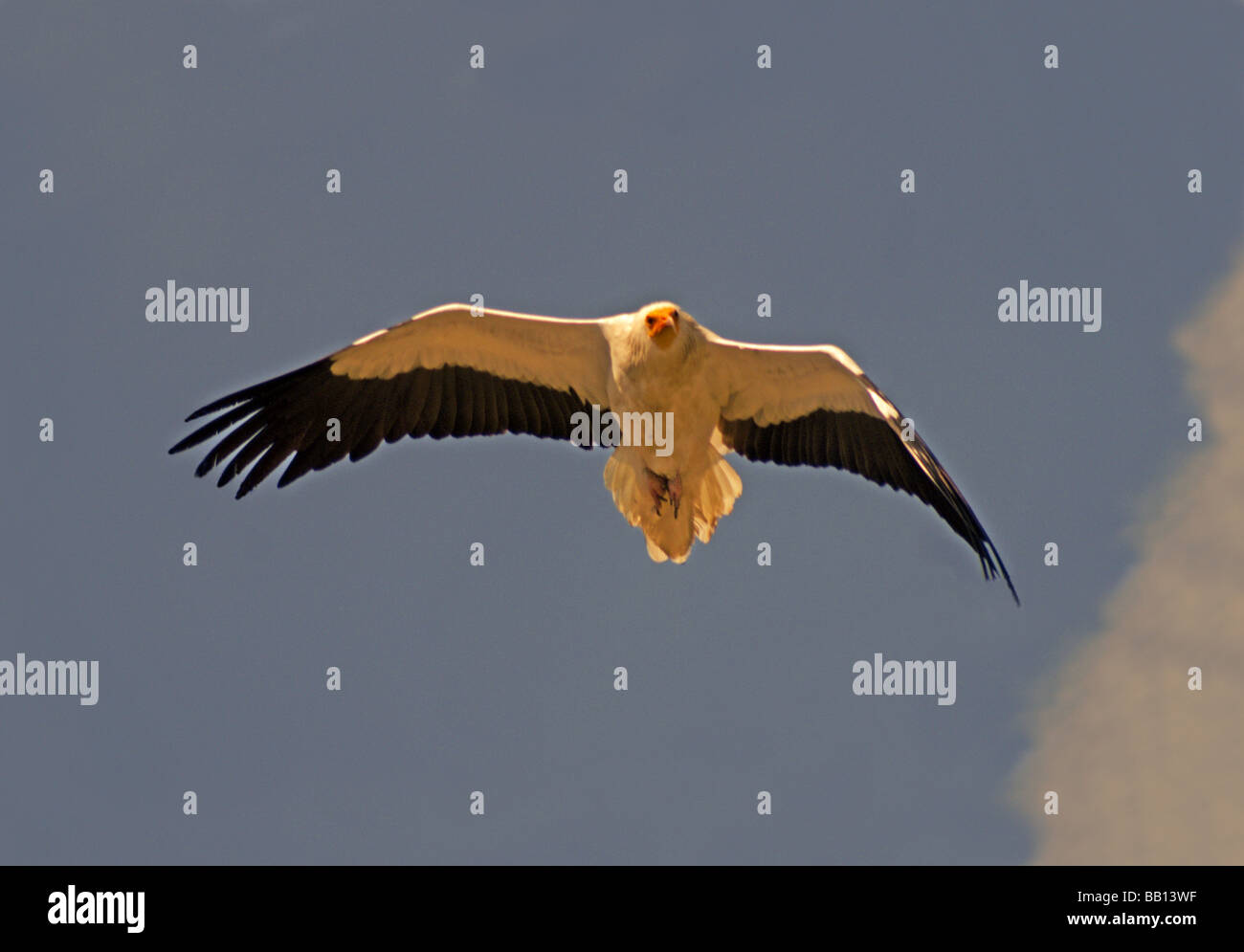 Vulture.Capovaccaio 'Neophron percnopterus' adulto in volo; Foto Stock