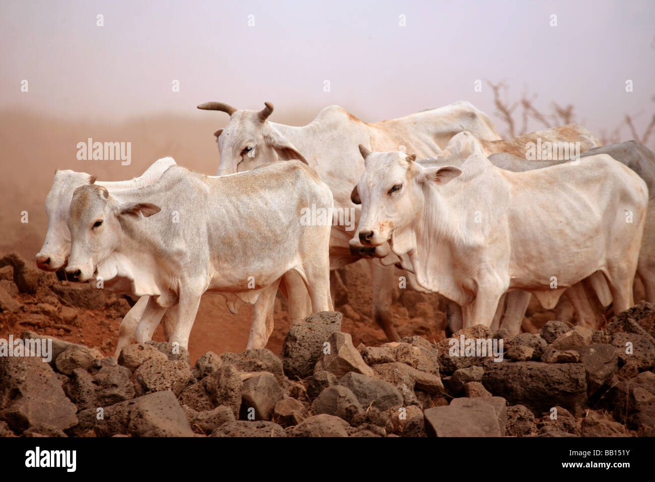 Bovini in una tempesta di sabbia nel deserto del nord del Kenya Foto Stock