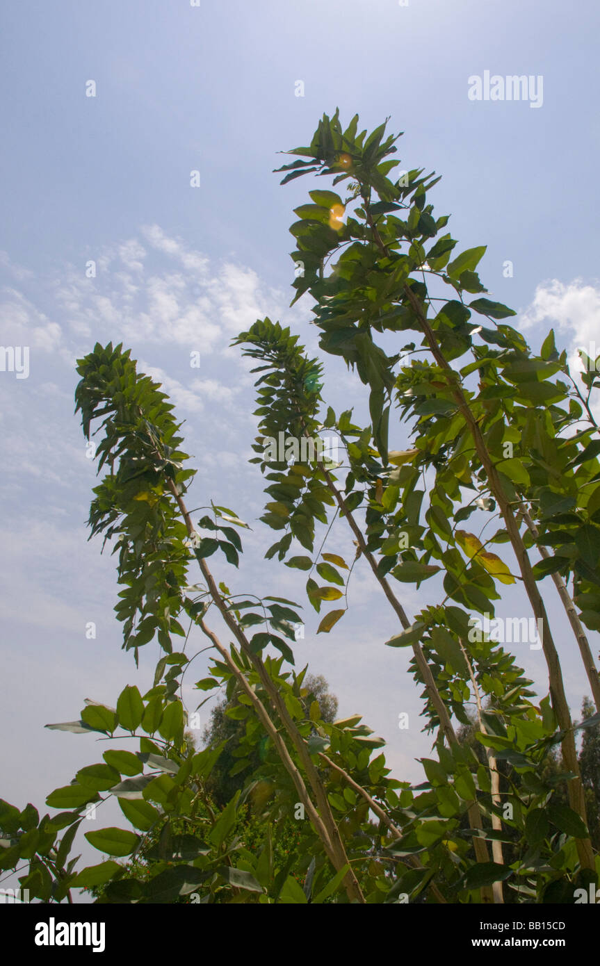 Golden Shower Cassia Cassia fistola Foto Stock