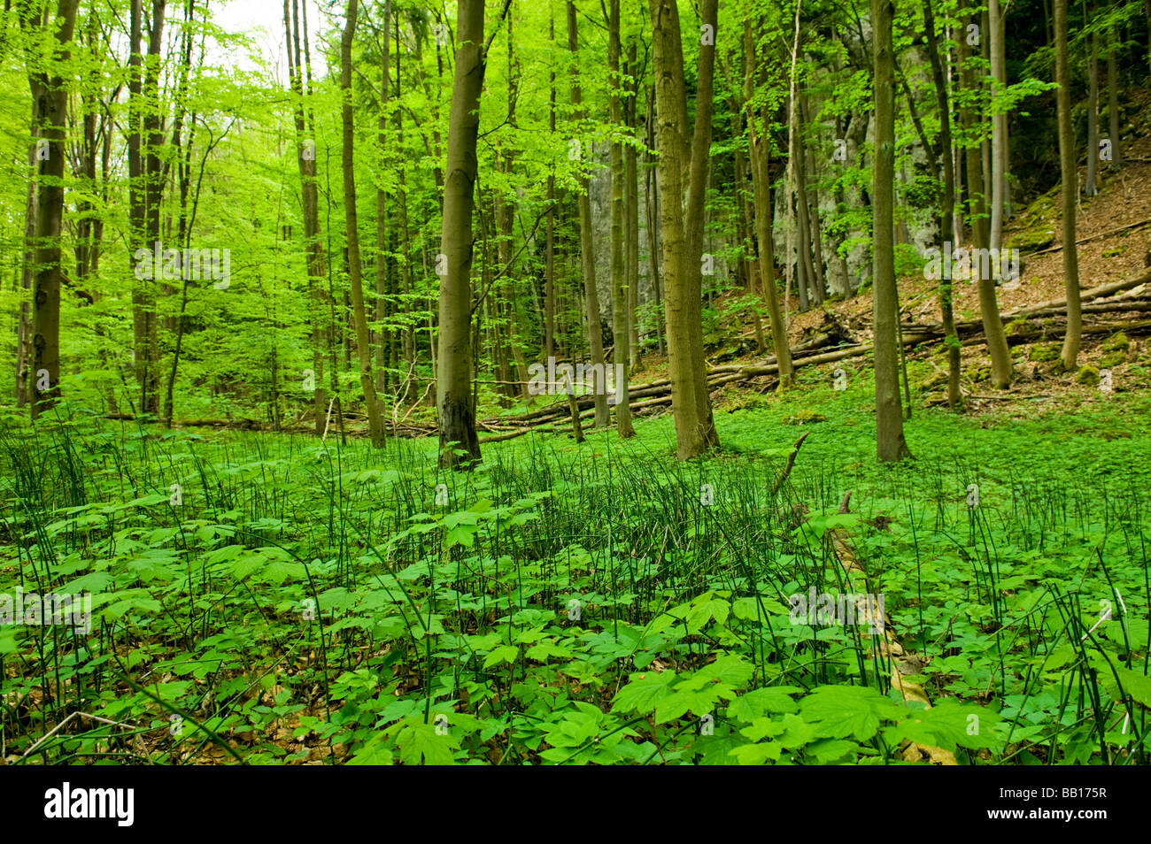 La felce calce tigli sottobosco spazzola freno bush ceduo underwood spinney verde foresta ambiente ambiente pace peacea pacifica Foto Stock