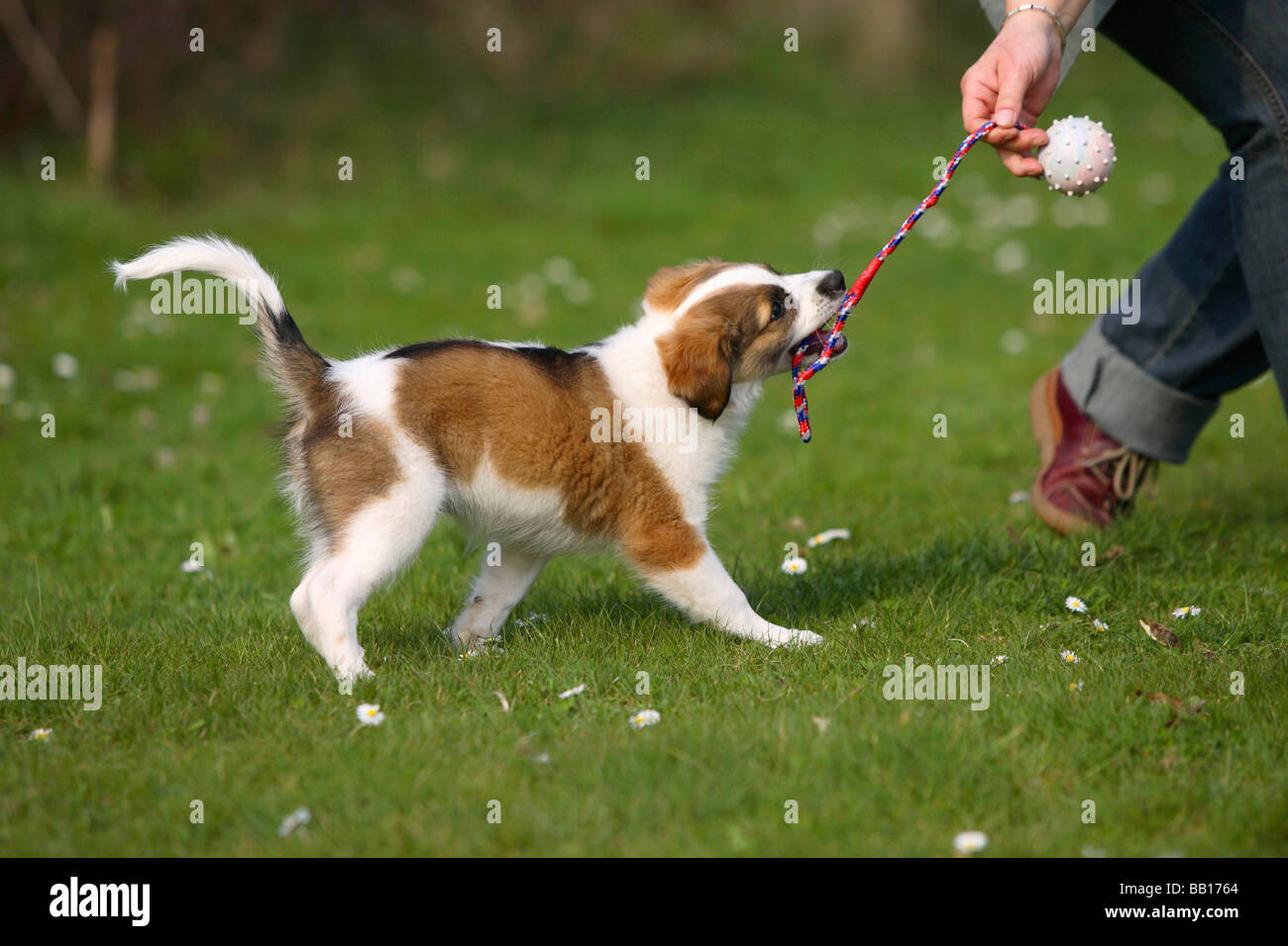 Kromfohrlander cucciolo dieci settimane tug of war Kromfohrländer Foto Stock