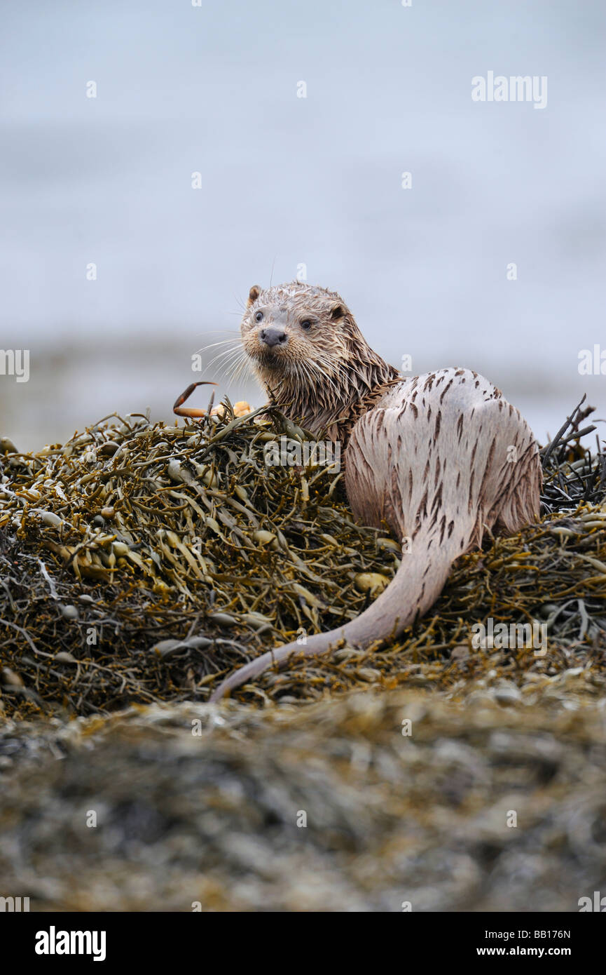 Una Lontra di catture e mangia un granchio sulla riva di un lago sulla Isle of Mull Scotland Foto Stock