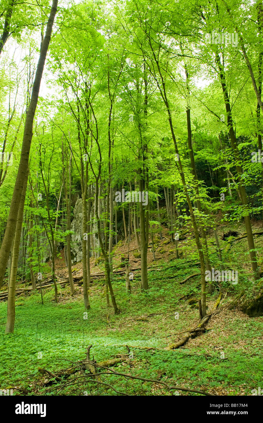 La felce calce tigli sottobosco spazzola freno bush ceduo underwood spinney verde foresta ambiente ambiente pace peacea pacifica Foto Stock