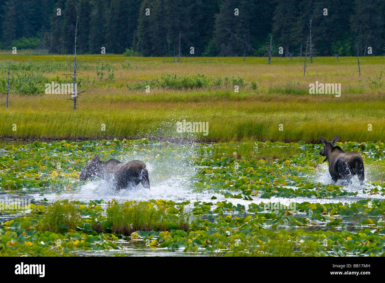 Due alci in esecuzione attraverso la palude in Alaska Foto Stock