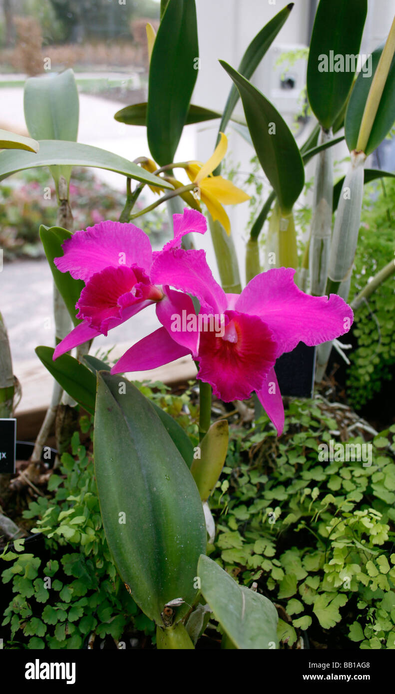 SOPHROLAELIOCATTLEYA. TRIZAC. Viola imperatore orchid. Foto Stock