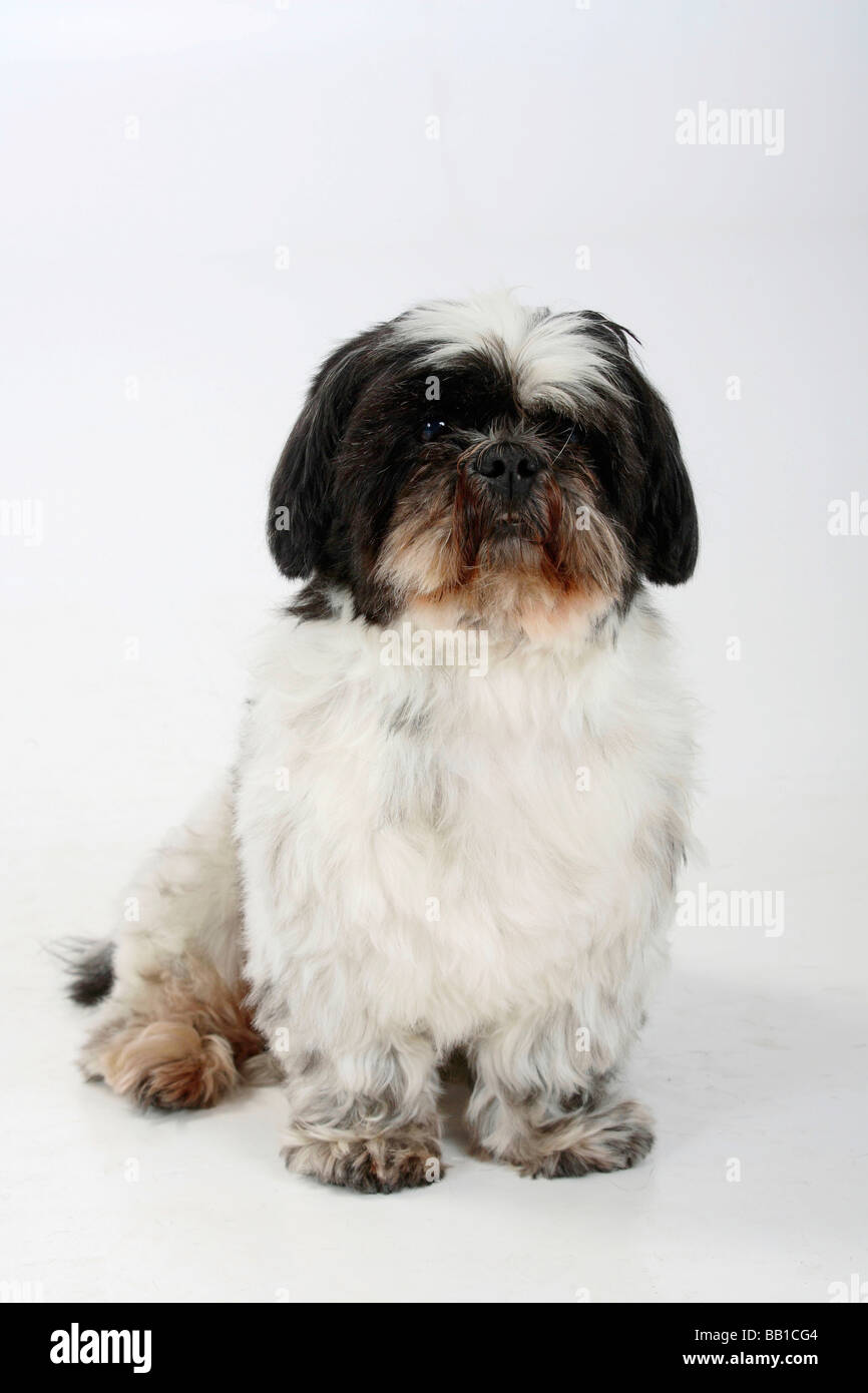 Shih Tzu 10 anni tagliata Foto Stock