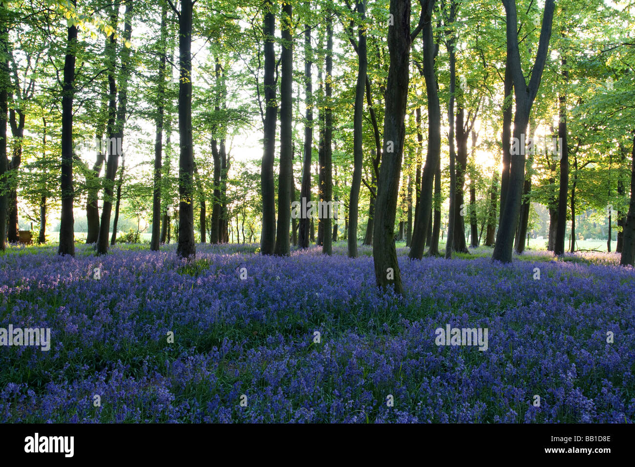 Boschi Ashridge Bluebells - Buckinghamshire Foto Stock