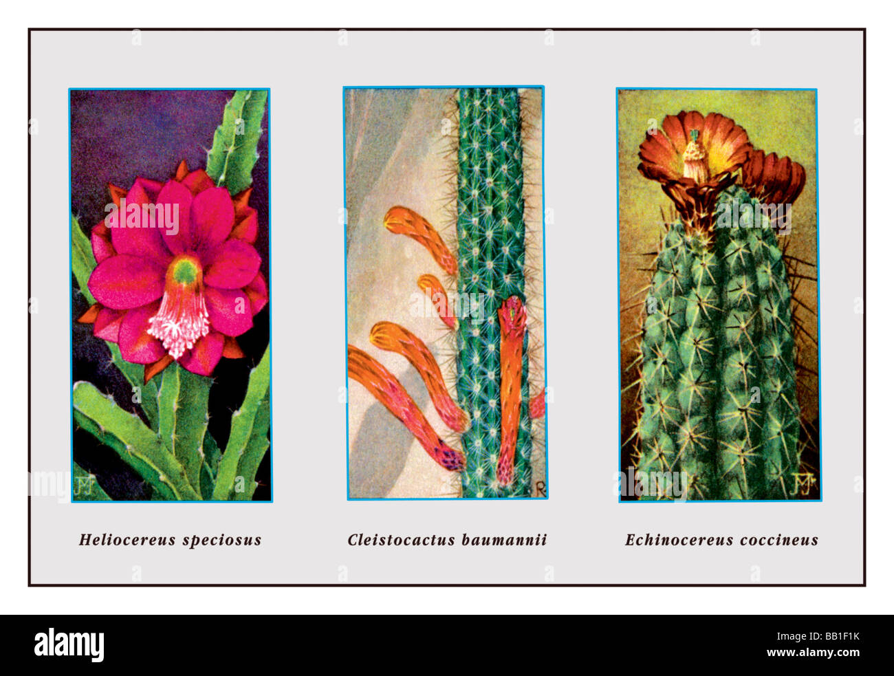 Meliocereus speciosus Foto Stock