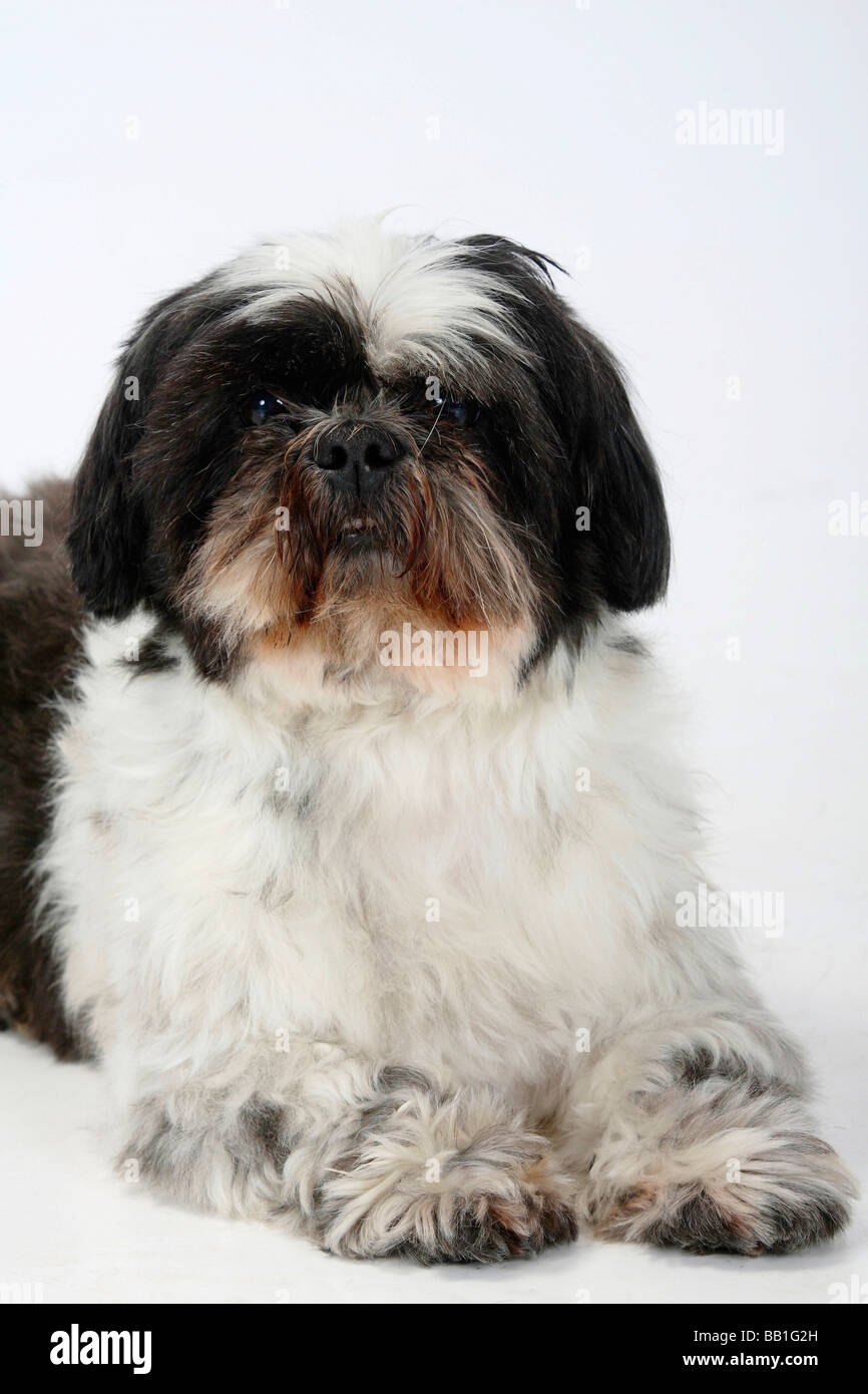 Shih Tzu 10 anni tagliata Foto Stock
