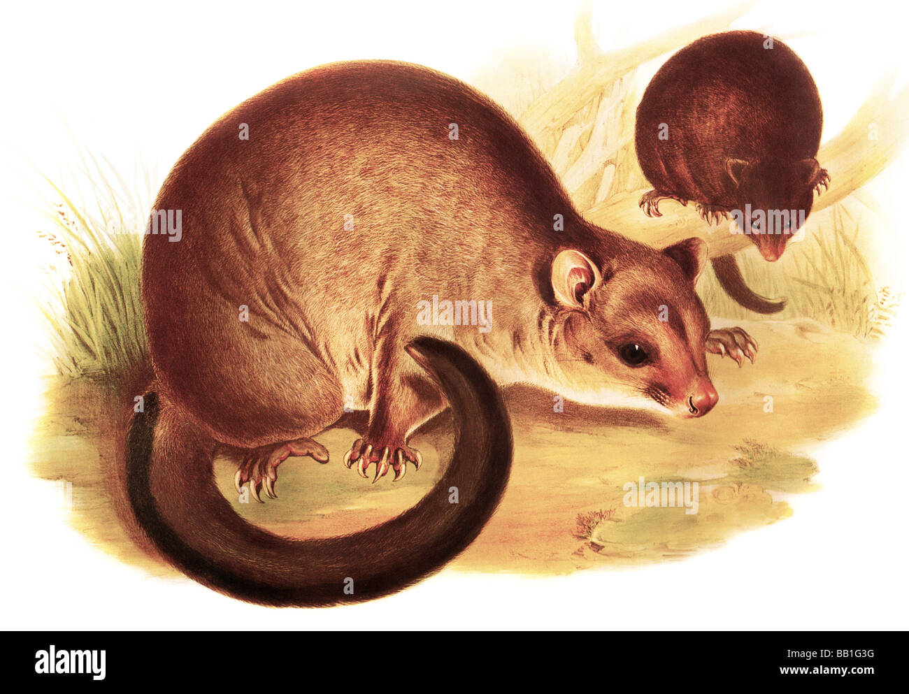 Illustrazione del mammifero australiano il corto-eared Possum Trichosurus caninus Foto Stock