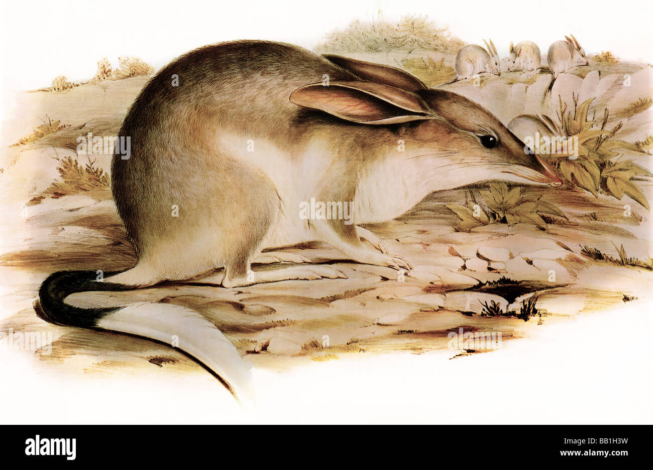 Illustrazione del mammifero australiano Bilby maggiore Foto Stock