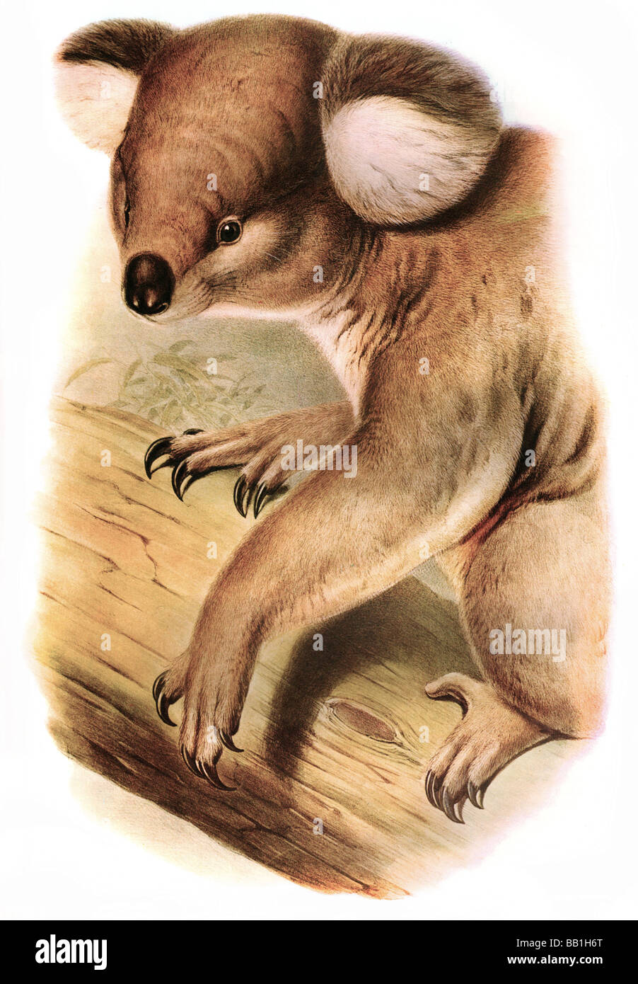 Illustrazione del mammifero australiano Koala bear Foto Stock