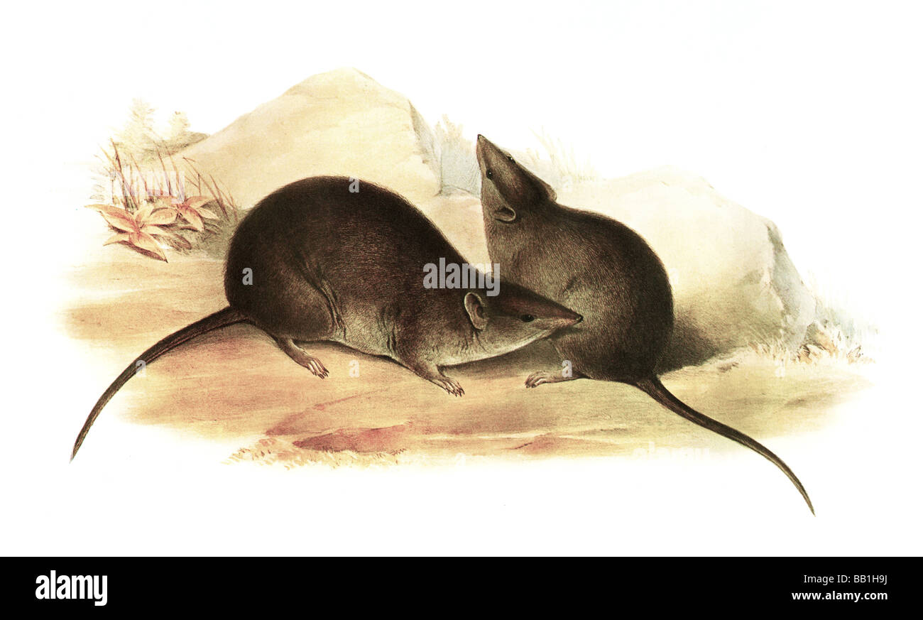 Illustrazione del mammifero australiano Dusky Antechinus, noto anche come Swainson's Antechinus o Dusky marsupiale Mouse Foto Stock