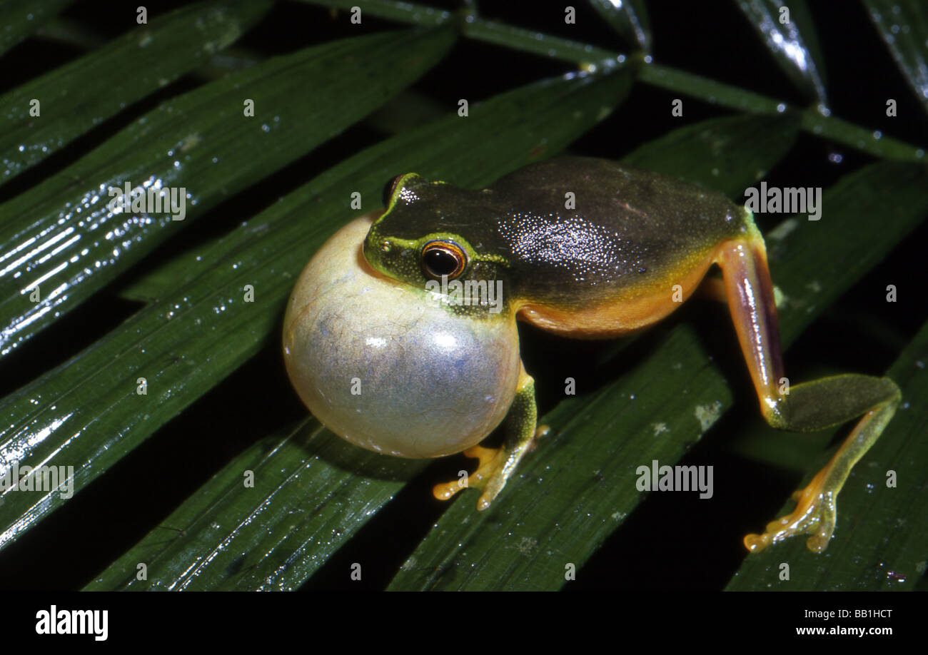 Dolce raganella (Litoria gracilenta), Cape Tribulation, Queensland, Australia Foto Stock