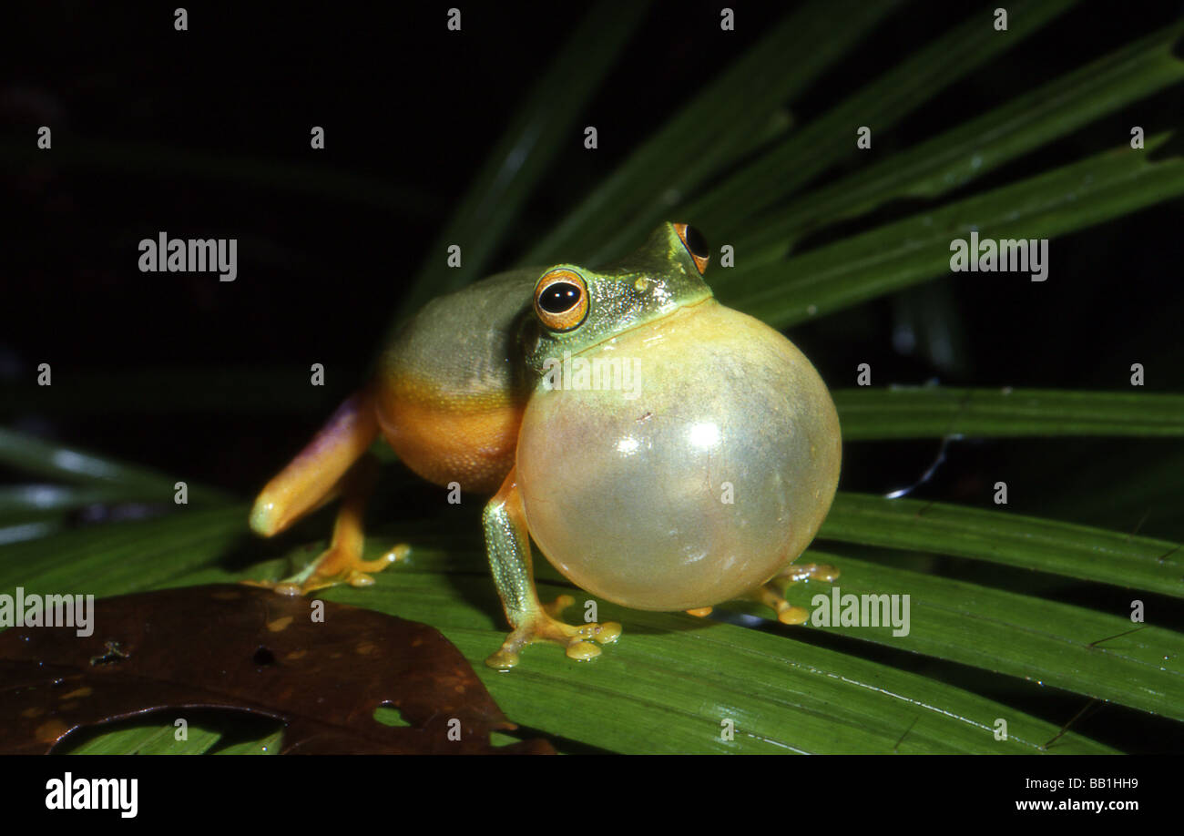 Dolce raganella (Litoria gracilenta), Cape Tribulation, Queensland, Australia Foto Stock
