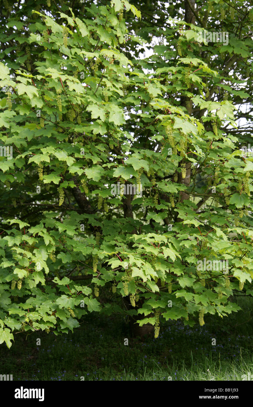 Sicomoro fiori, Acer pseudoplatanus, Aceraceae Foto Stock