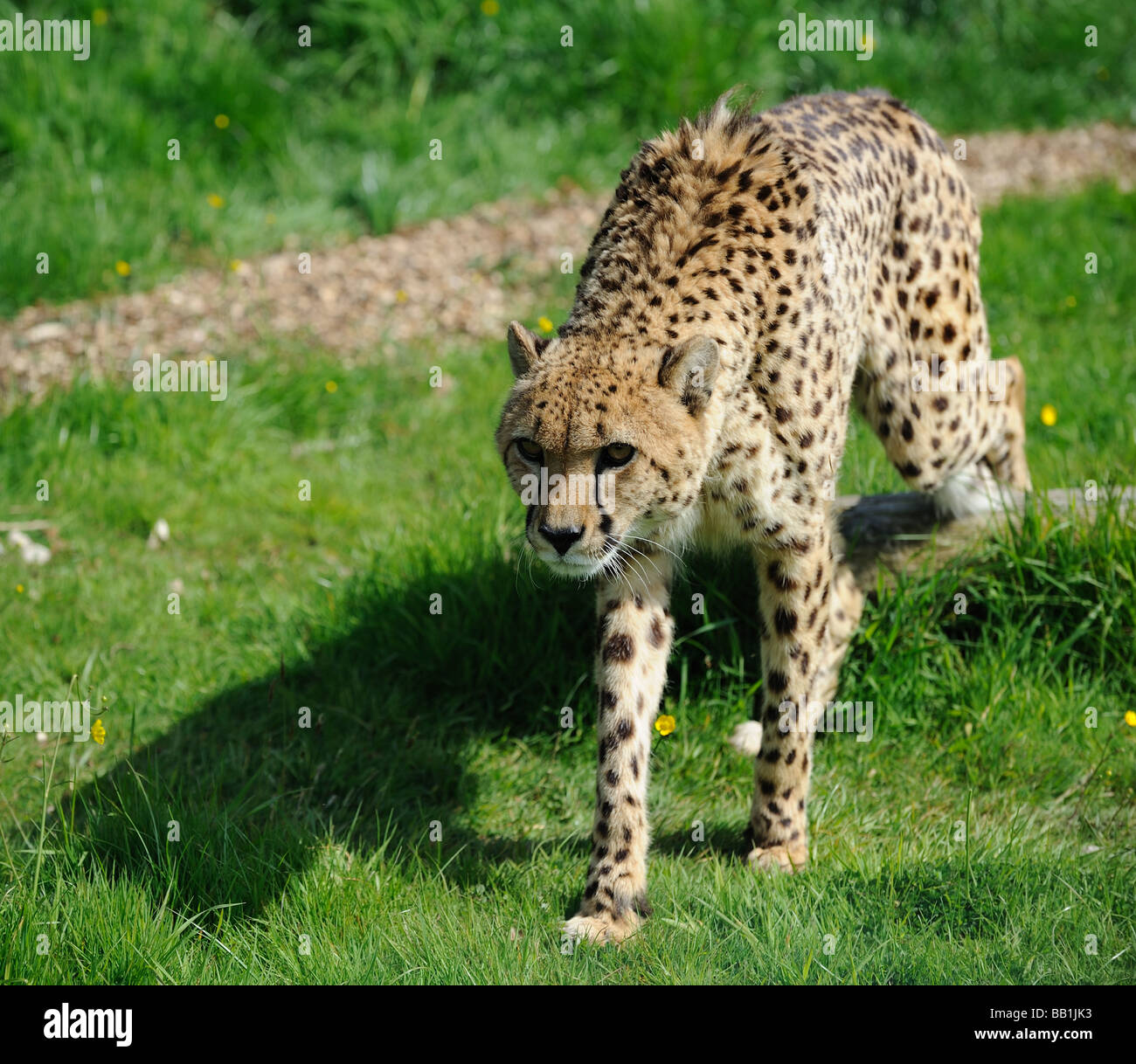 Cheetah stalking Foto Stock