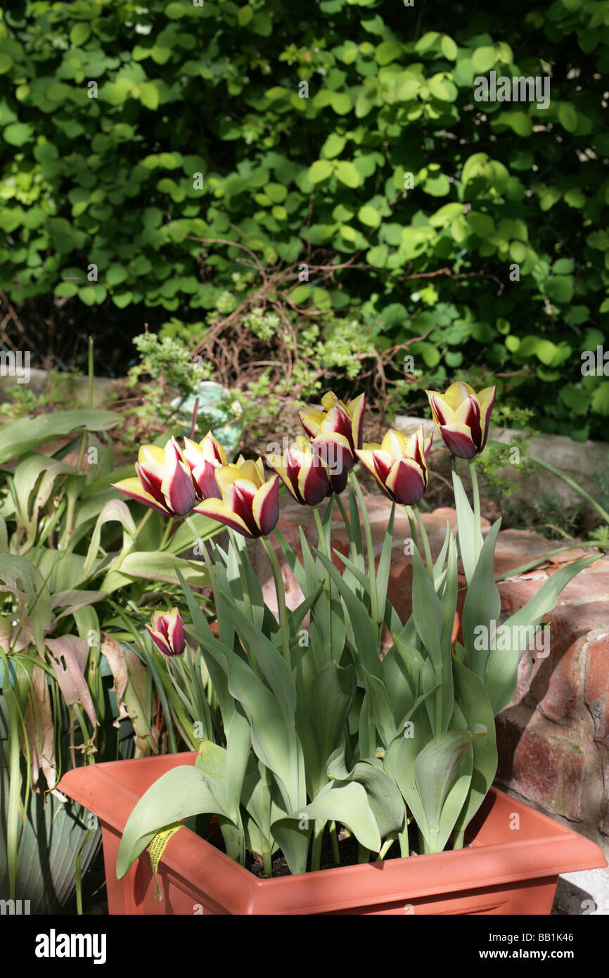 Tulip varietà Gavota in un giardino cheshire england Foto Stock