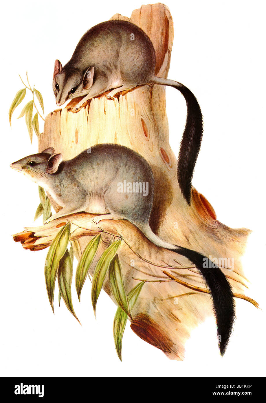Illustrazione del mammifero australiano Brush-tailed Phascogale Foto Stock