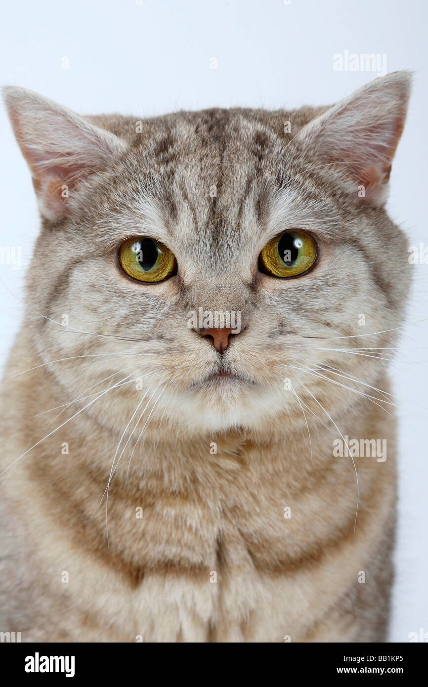 British Shorthair Cat cioccolato silver tabby Foto Stock