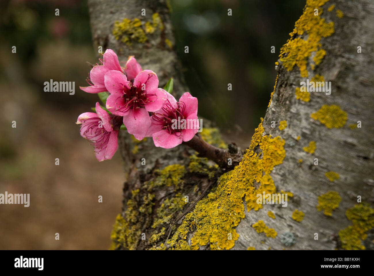 Albero di pesco in fiore Foto Stock