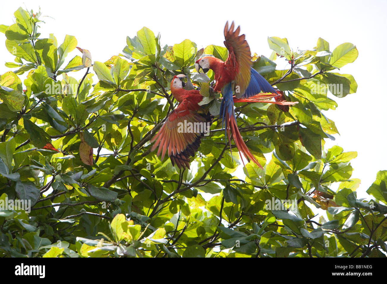 Scarlet Macaws fly overhead in Corcovado National Park in Costa Rica Foto Stock