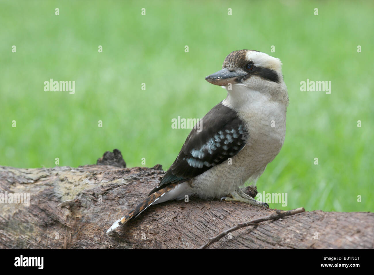 Ridendo kookaburra, dacelo novaeguineae, singolo adulto arroccato su di un registro Foto Stock