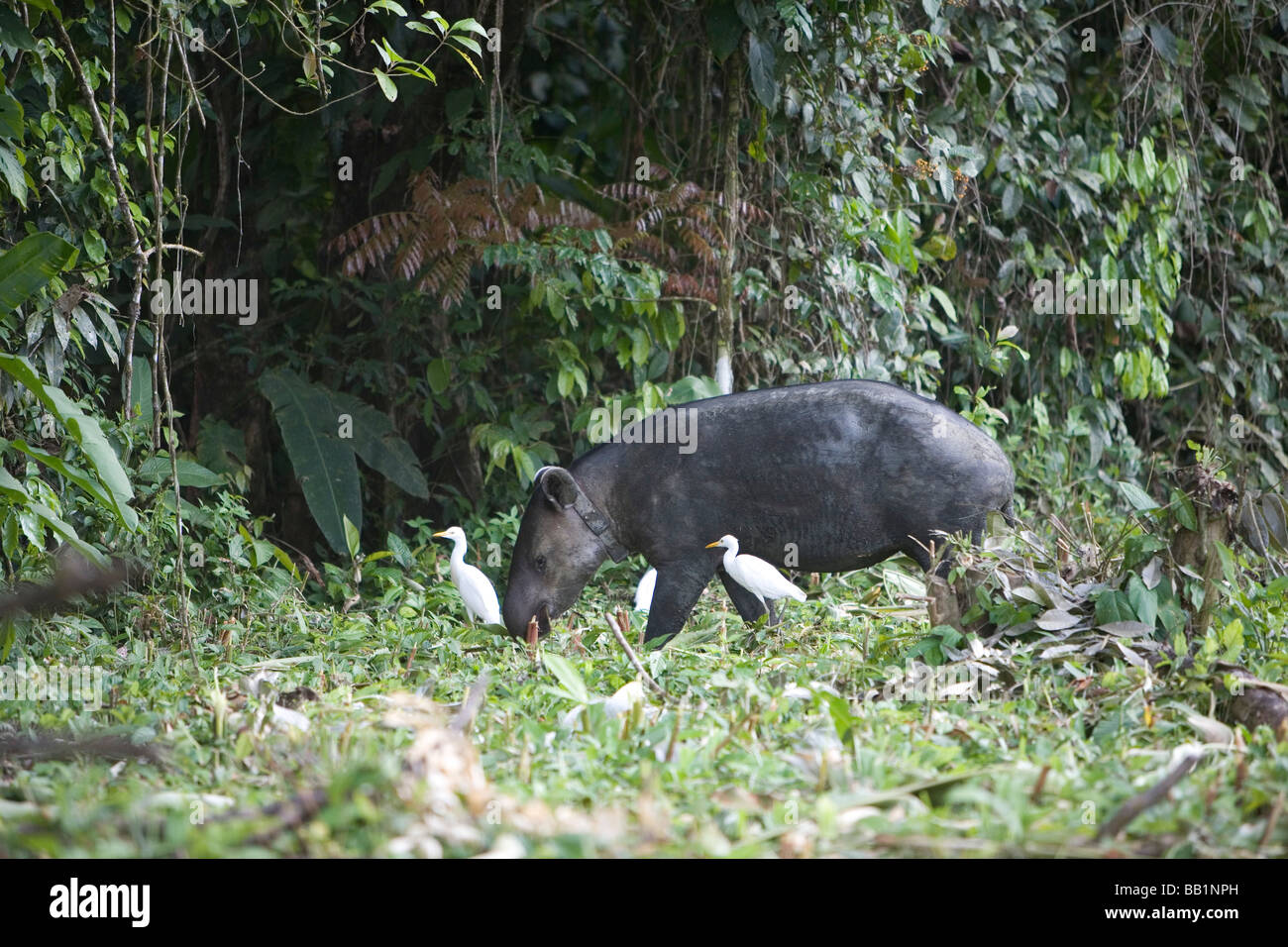 Un tapiro è seguita da garzette come cammina attraverso una radura nel Parco Nazionale di Corcovado jungle in Costa Rica Foto Stock