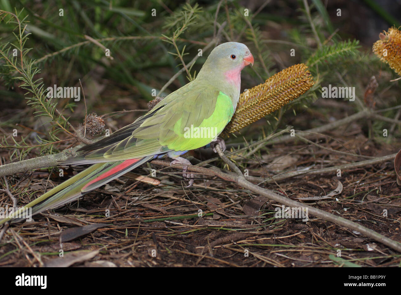 Regent pappagallo femmina di alimentazione Foto Stock