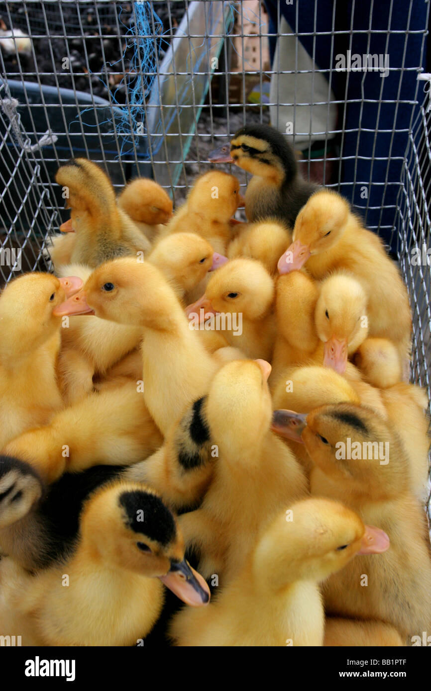 Un mazzetto di carino, innocente, roverella anatroccoli giallo per la vendita al grande mercato degli animali in Otavalo, Ecuador. Foto Stock