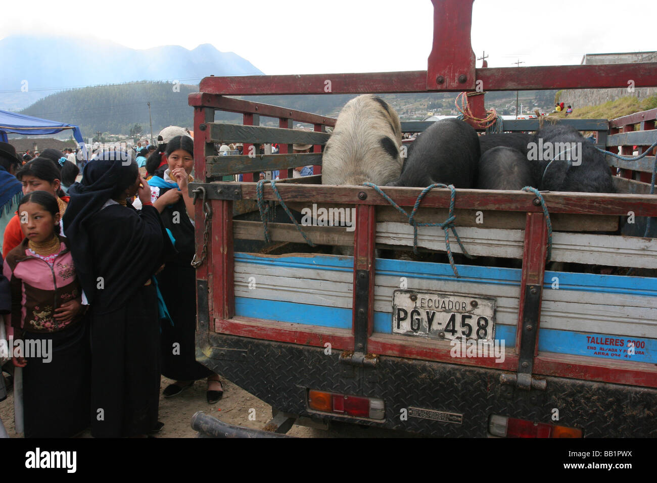 Otavalo animale di grandi dimensioni ha il mercato dei suini in un carrello guida mediante la chat donne indigene con capelli intrecciati e abbigliamento tradizionale Foto Stock