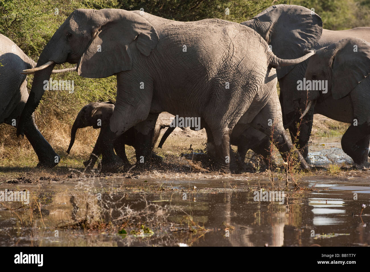 Wild Elefante africano mandria in esecuzione in acqua con piccoli baby elefanti tra gli adulti alle gambe Foto Stock