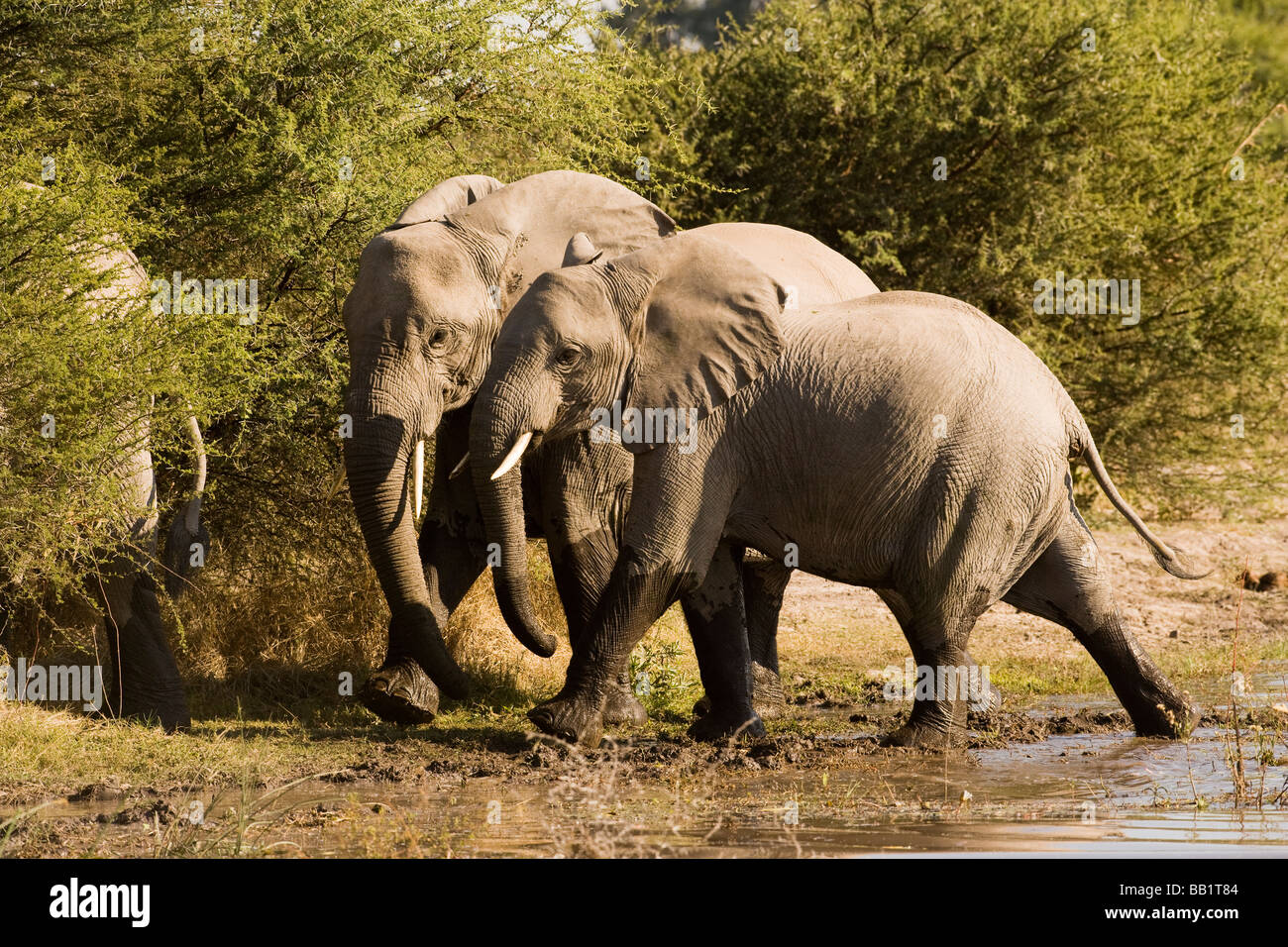 Coppia elefanti africani in esecuzione insieme attraverso le teste di acqua e tronchi rivolta all' unisono guardando la telecamera, Okavango Delta del Botswana Foto Stock