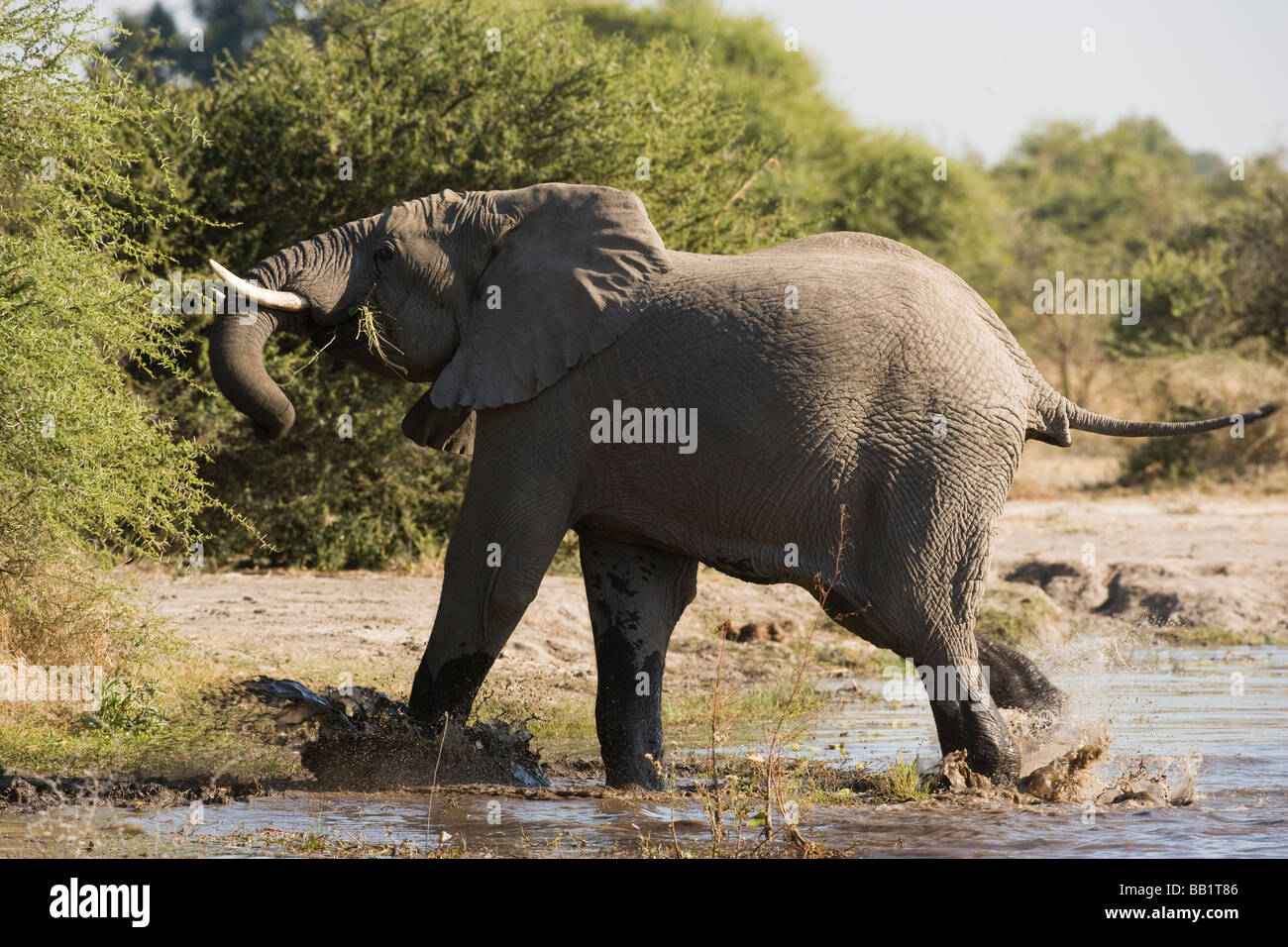 Azione di arresto close up wild elefante africano in esecuzione sul fiume gli spruzzi di acqua agitando il suo capo e tronco in alto la coda mentre mangia verdi Foto Stock