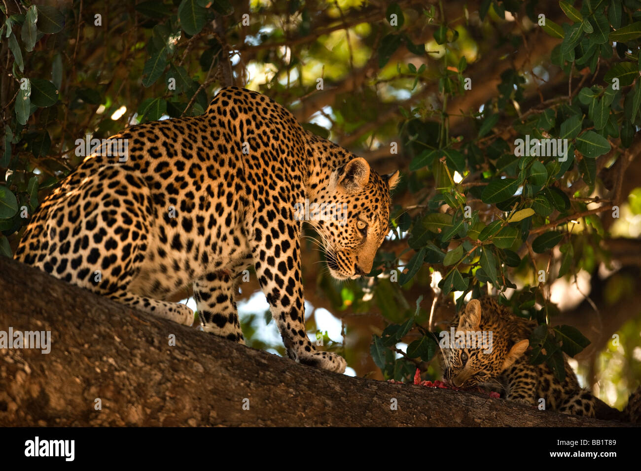 Luce dorata di selvaggina africana di Leopardi, Panthera Pardus, Madre e Cub seduta nella struttura ad albero di mangiare in Okavango Delta Moremi Game Reserve Botswana Foto Stock