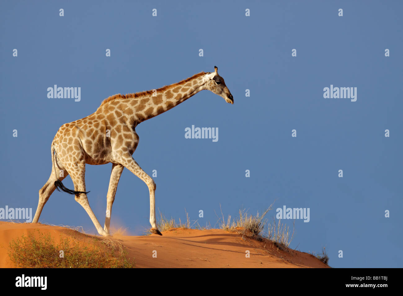 Giraffe (Giraffa camelopardalis) camminando su di una duna di sabbia, deserto Kalahari, Sud Africa Foto Stock