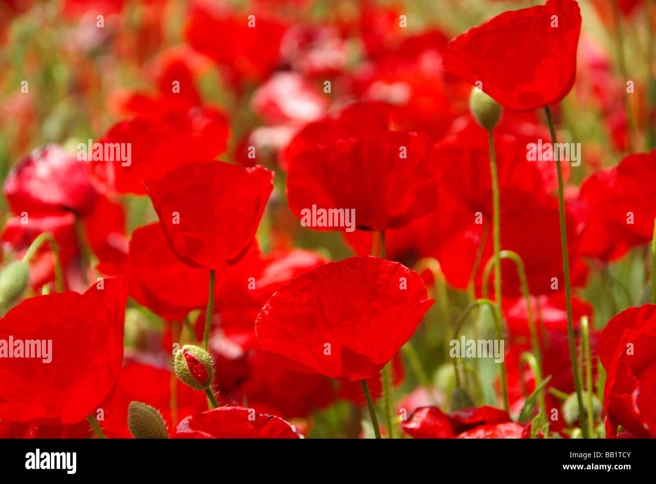 Mais Klatschmohn poppy 28 Foto Stock