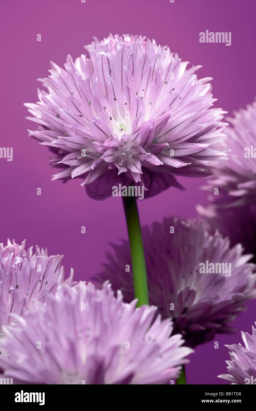 Una fioritura di erba cipollina impianto (Allium schoenoprasum). Pied de ciboulette (Allium schoenoprasum) en fleurs. Foto Stock