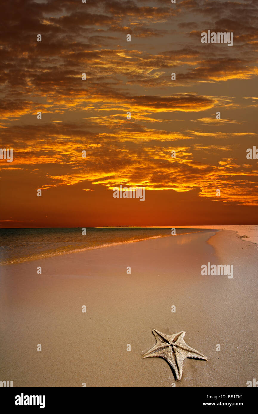 New Scenic 5 posti spiaggia tropicale con una drammatica red sky e stelle marine in primo piano Foto Stock