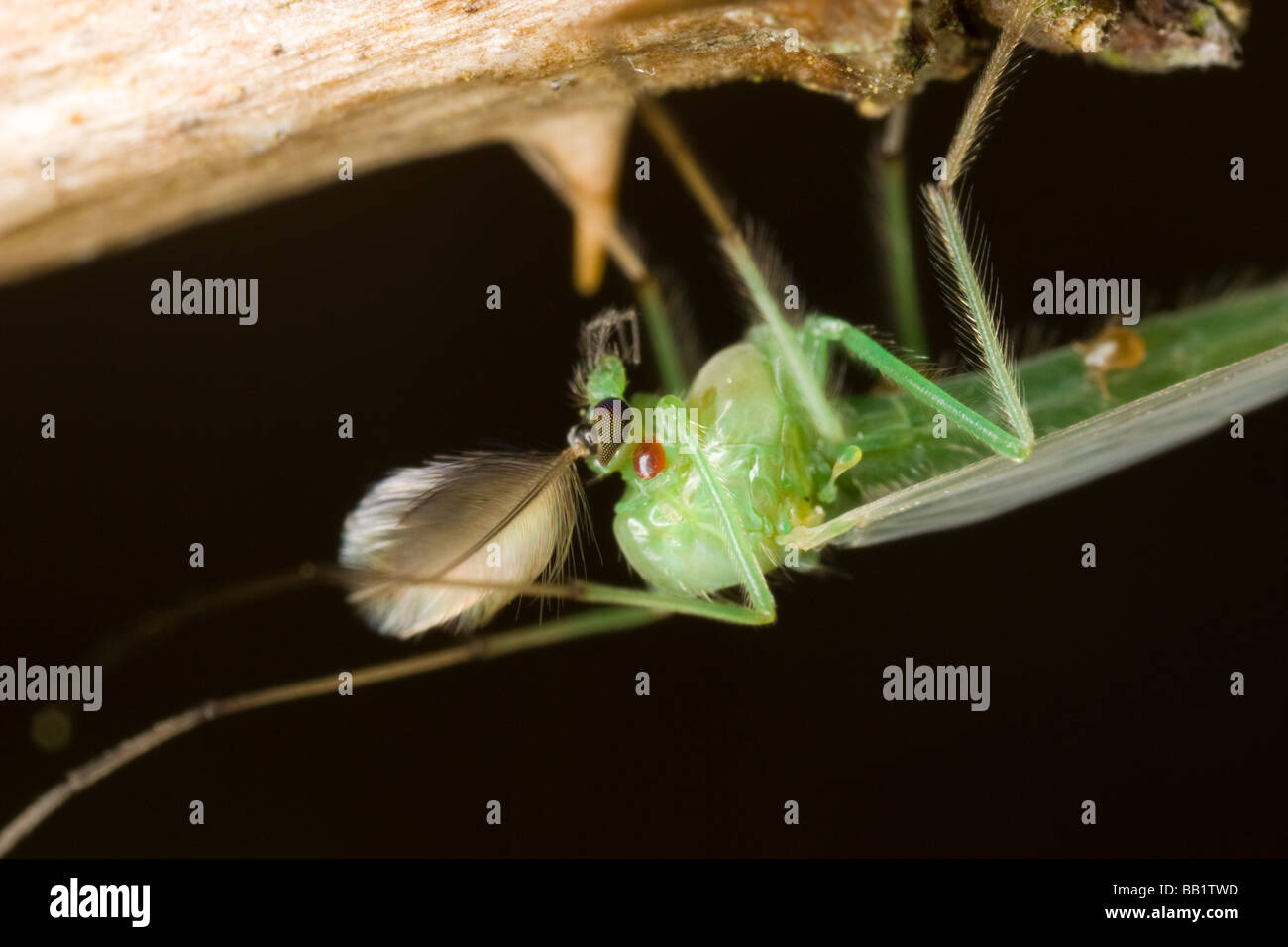 Close-up di un maschio verde non-mordere midge (Chironomidae) parasitised da acari Foto Stock