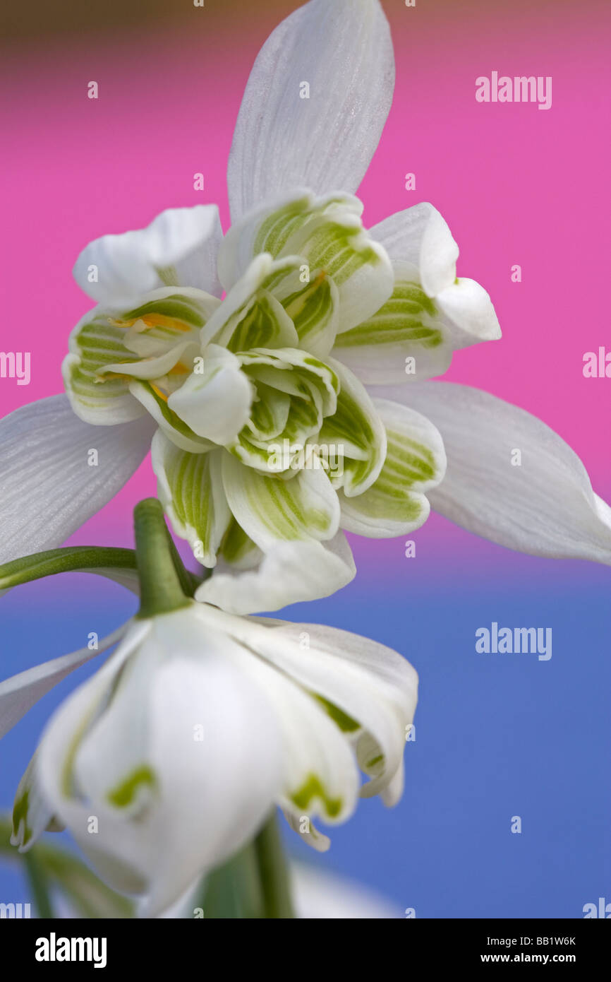 Bucaneve Galanthus Foto Stock