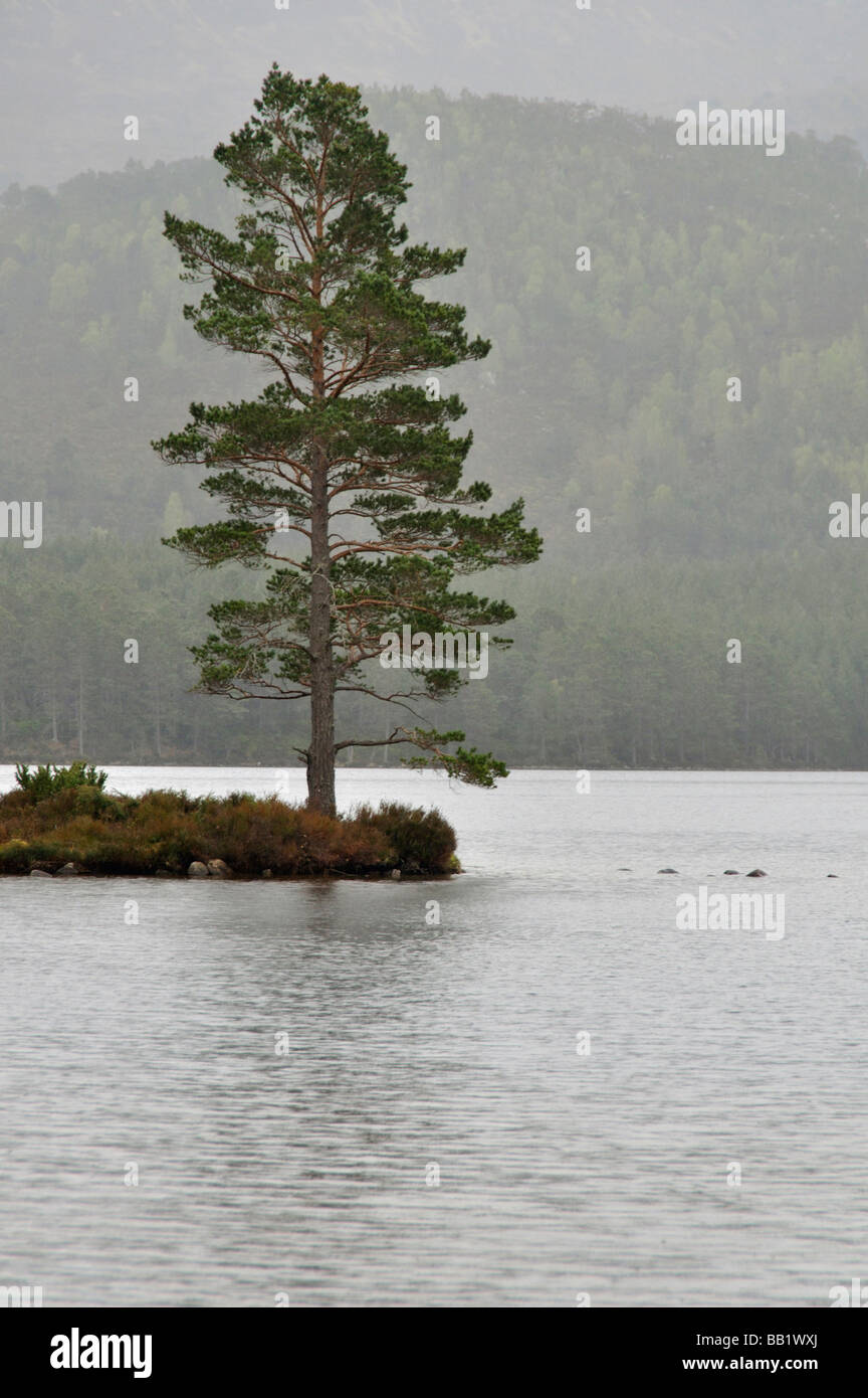 Pino silvestre tree e il lago di foresta Rothiemurchus Loch Eilein Scozia Scotland Foto Stock
